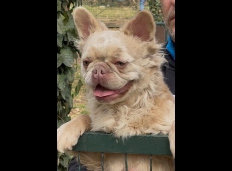 1 frbuldogtk1025.jpg